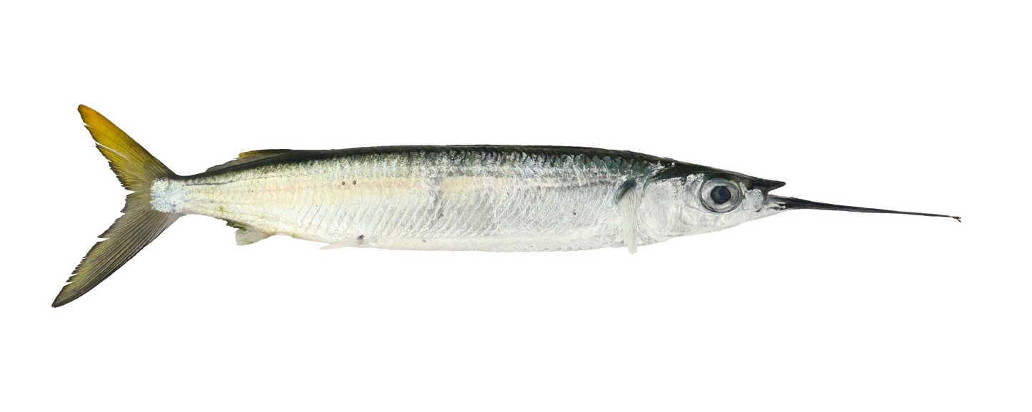 Marlin Ballyhoo (Large) 12pk - Prepped