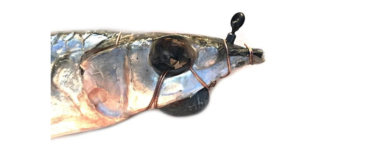 Billfish (M) Rigged Swimmer Ballyhoo 6pk